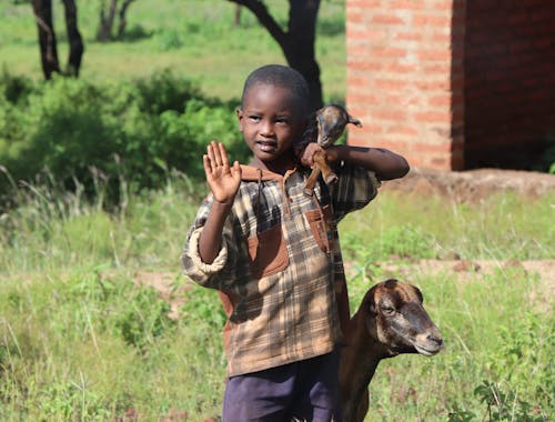 A Boy and Sheep Standing on Grass Field