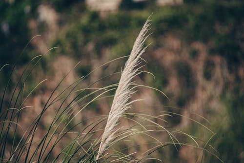 Pampas Grass in Close-up Photography