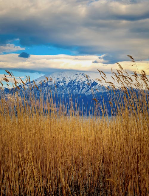 Brown Grass Field Under Blue Sky and White Clouds