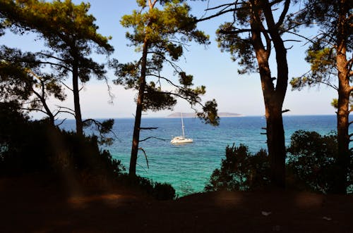 Immagine gratuita di alberi, chiaro cielo blu, mare