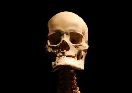 免费 人类头骨, 牙, 特写 的 免费素材图片 素材图片