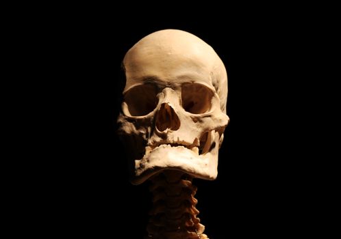 Close-up view of a human skull with detailed anatomy against a dark backdrop.
