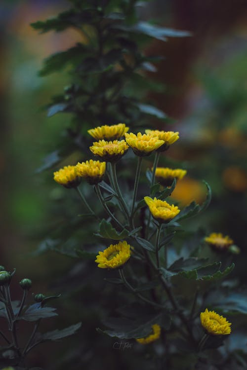 Ilmainen kuvapankkikuva tunnisteilla kasvi, kasvikunta, keltaiset kukat Kuvapankkikuva