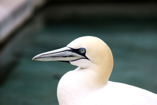 Close Up Photo of a White Bird