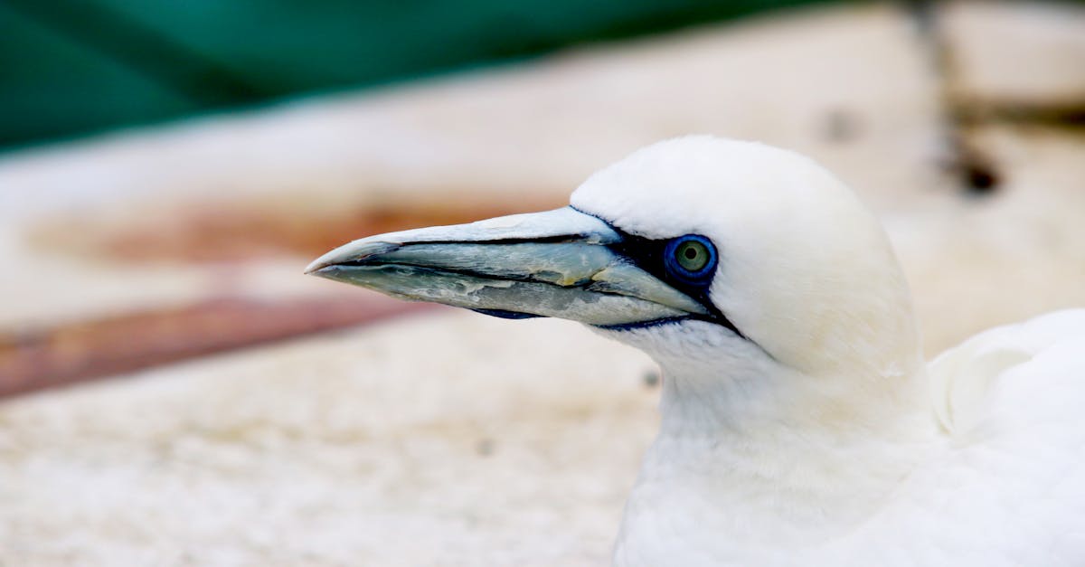 Why do bird poop white