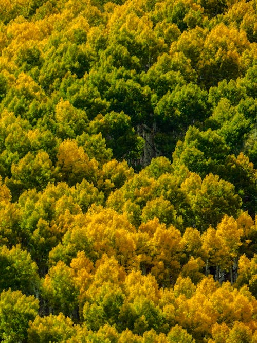 Free Top View of Trees in Forest Stock Photo