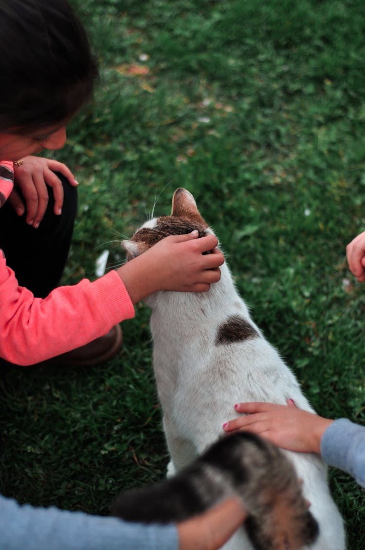 Child Petting A Cat