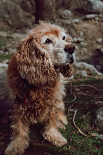 Charming Cocker Spaniel dog outdoors, showcasing its fluffy, golden fur.