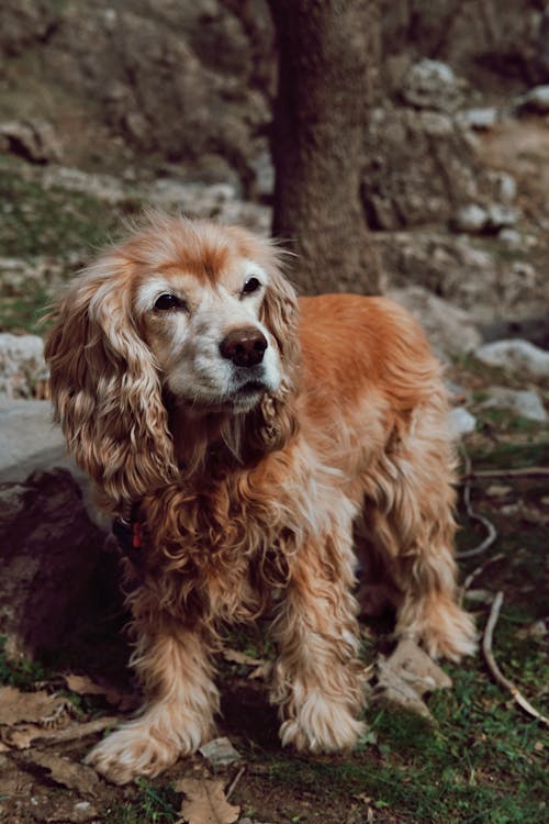 Brown Dog Standing on Grass