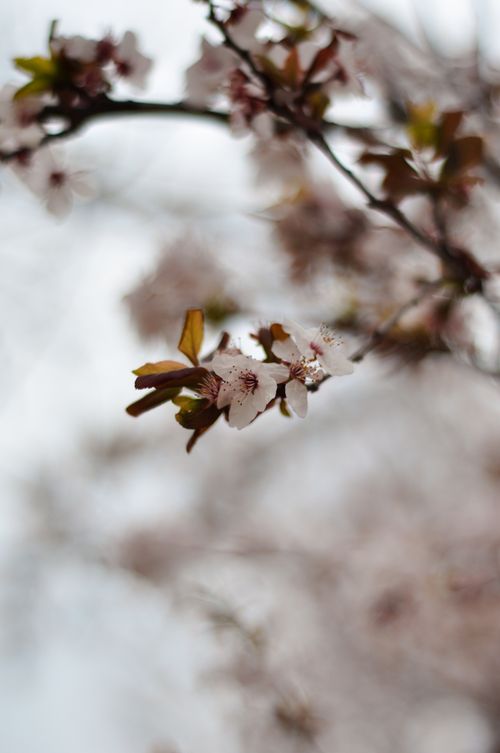 Free Close-up of blooming cherry blossoms with soft focus in spring outdoors. Stock Photo