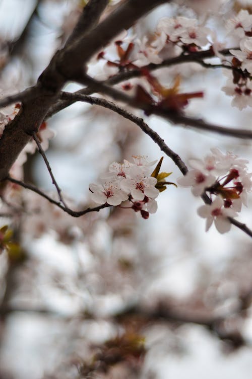 Free White Cherry Blossom Flowers Hanging on a Tree Branch Stock Photo