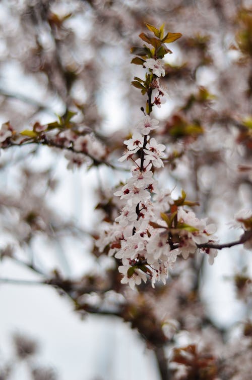 Kostnadsfri bild av blommor, blomning, fjäder