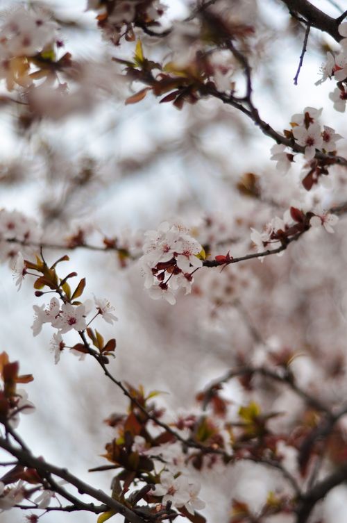 Free Close-up of delicate cherry blossoms in springtime, showcasing soft petals and budding blooms. Stock Photo