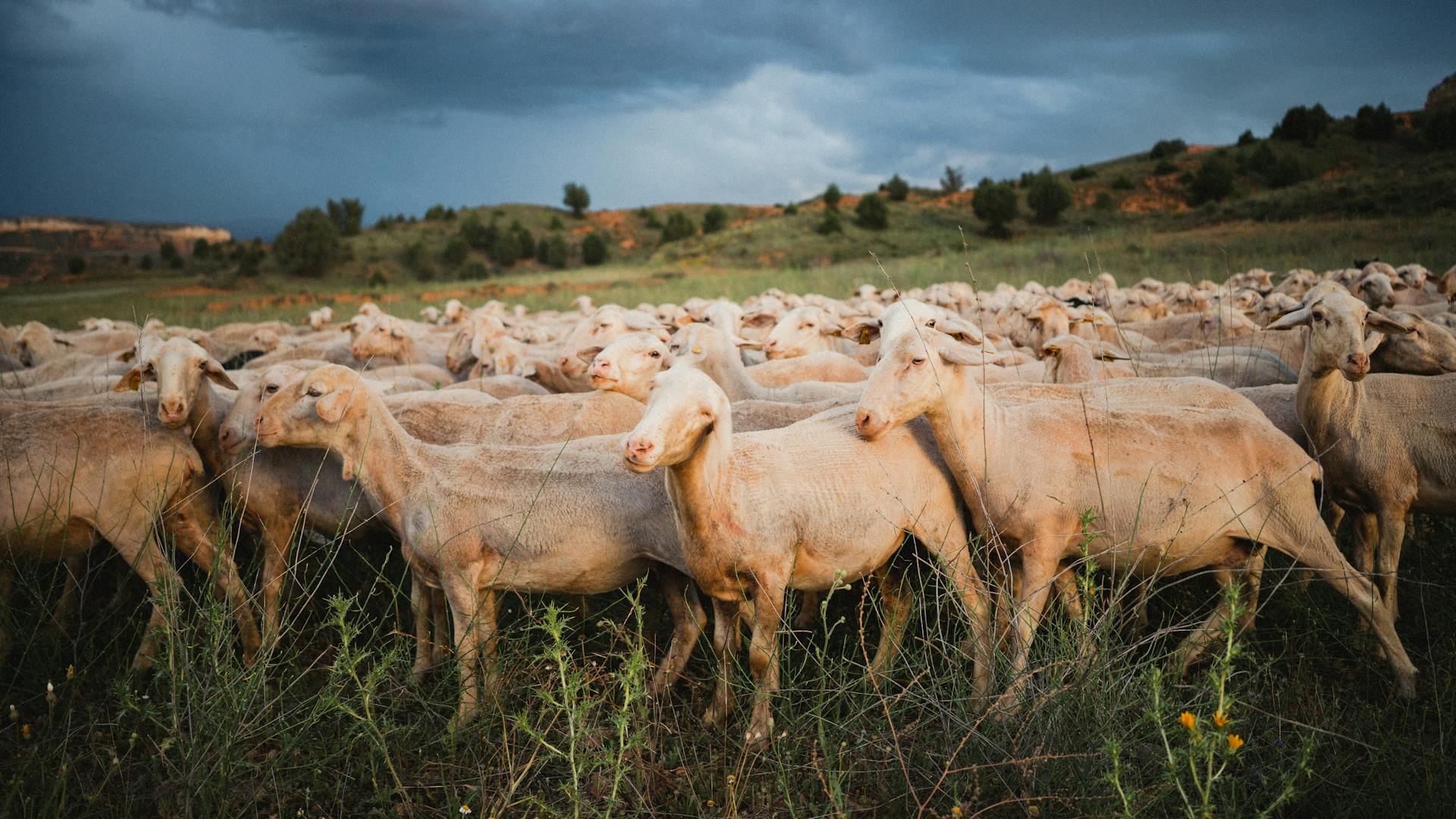 Flock of Sheep on Meadow