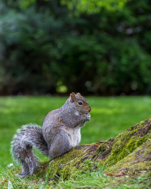Free Gray Squirrel on Green Grass Stock Photo