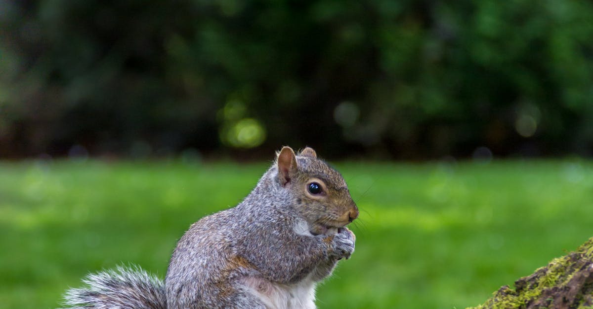 How to make squirrel in the oven