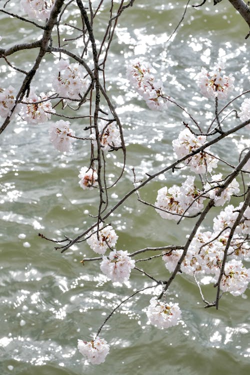 Immagine gratuita di acqua, albero, fiore di ciliegio