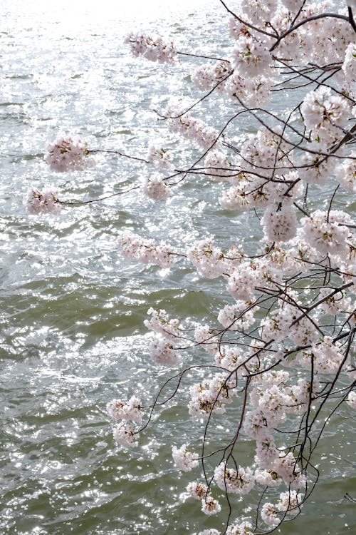 Δωρεάν στοκ φωτογραφιών με sakura, άνθη κερασιάς, ανθίζει