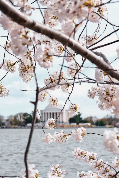 Immagine gratuita di albero, fiori bianchi, fiori di ciliegio