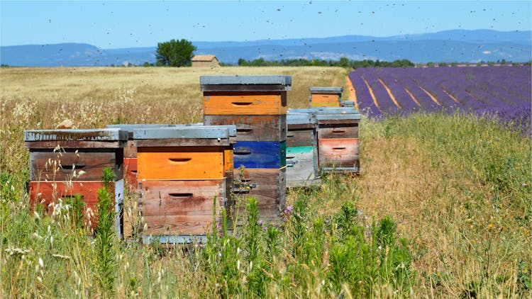 Wooden Bee House On Grass Field
