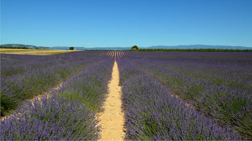 Free Purple Flower Field Under Blue Sky Stock Photo