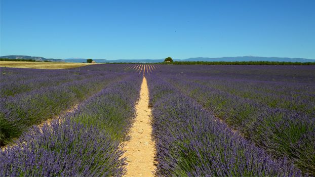 Lavender fields (mid-June to mid-July) — Provence