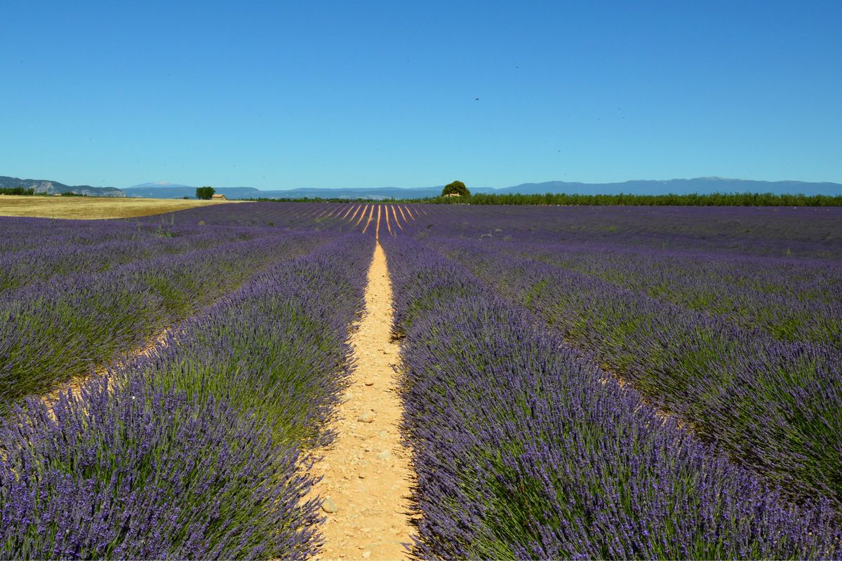 bordure lavande et graminées - Enrichir la bordure avec des couleurs, des saisons et la biodiversité