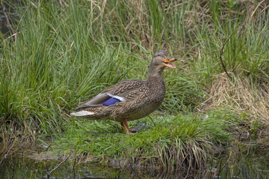 A female mallard duck stands amidst lush green grass in a wetland area, showcasing natural wildlife beauty.