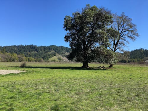 Gratis stockfoto met buitenshuis, gras, groene bomen