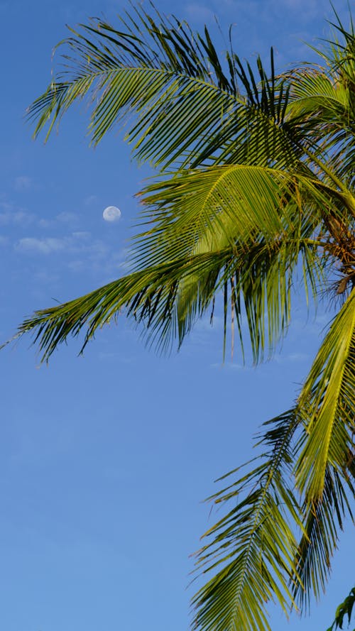 Palm Tree under Blue Sky