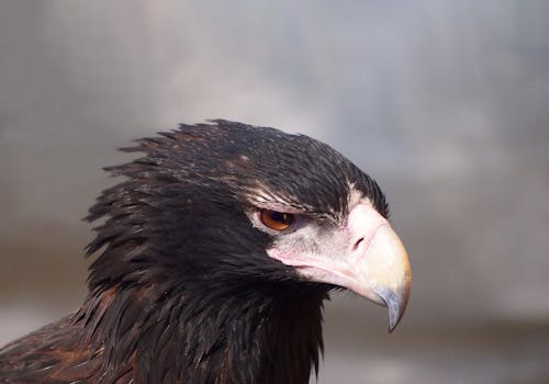 Detailed close-up photograph of a majestic eagle showcasing its fierce gaze.