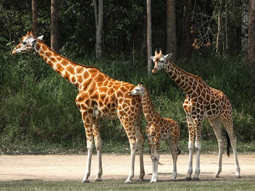 Безкоштовне стокове фото на тему «дика природа, жирафи, тварини»