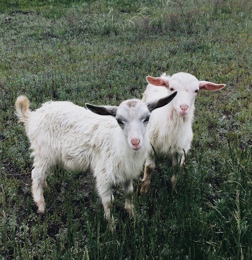 Darmowe zdjęcie z galerii z fotografia zwierzęcia, kozy, trawa