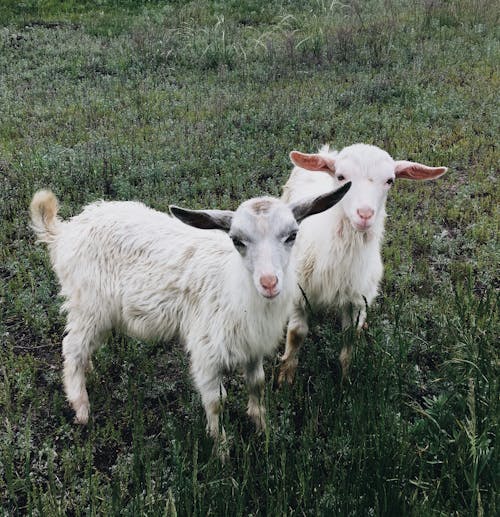 Imagine de stoc gratuită din animale de fermă, animale domestice, capre