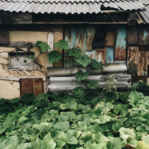 Free A rustic shed surrounded by lush green leaves and plants, featuring textured, weathered walls. Stock Photo
