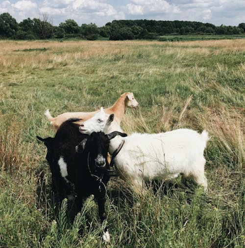 Imagine de stoc gratuită din animale de fermă, animale domestice, capre