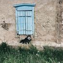 Black and White Cat on Green Grass Field Beside Brown Concrete Wall