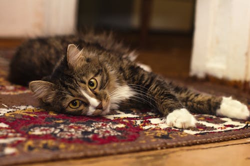 Black Gray and White Tabby Cat Resting in Brown Red Black and White Rug