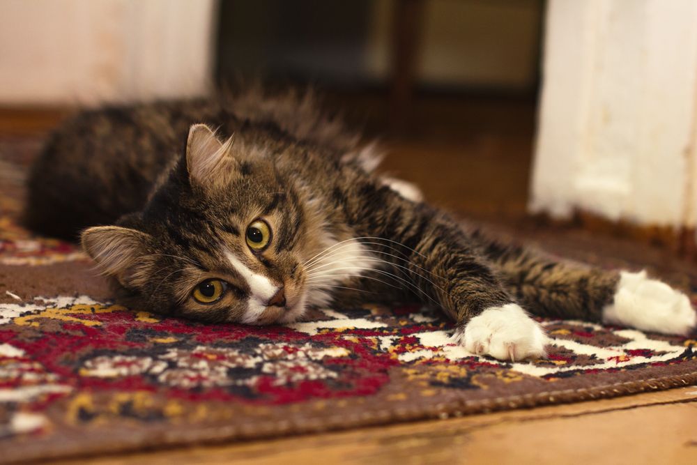 A content cat lounging indoors