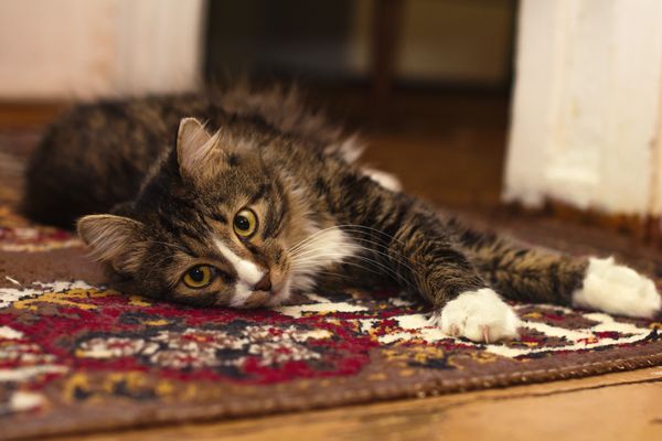 Cozy tabby cat relaxing indoors