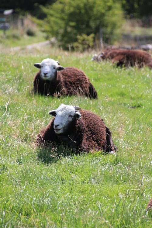 Free Herdwick Sheep Lying on Green Grass Field Stock Photo