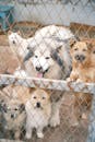 Cute dogs Behind the Chain Link Fence