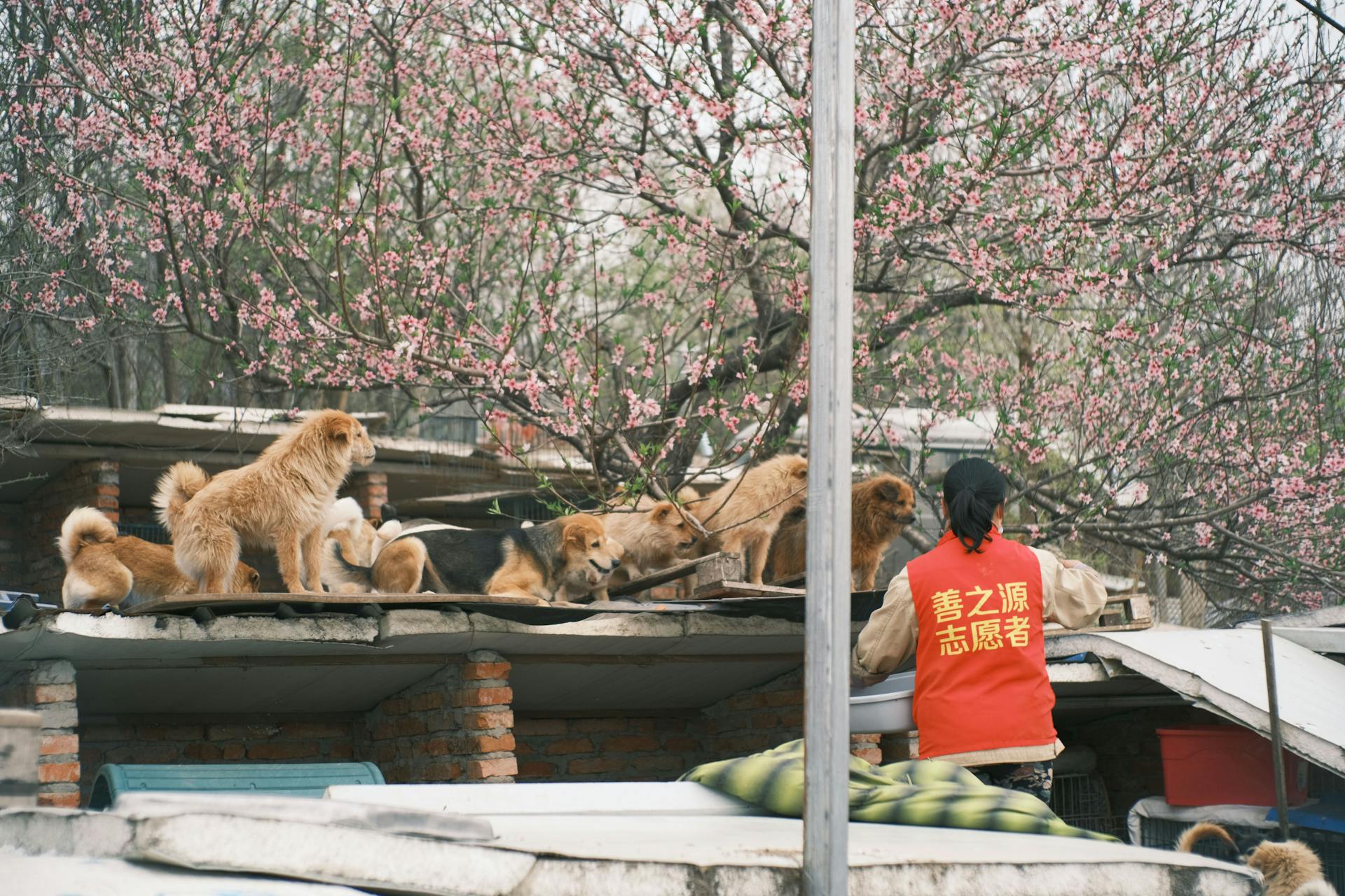 Man near the Dogs