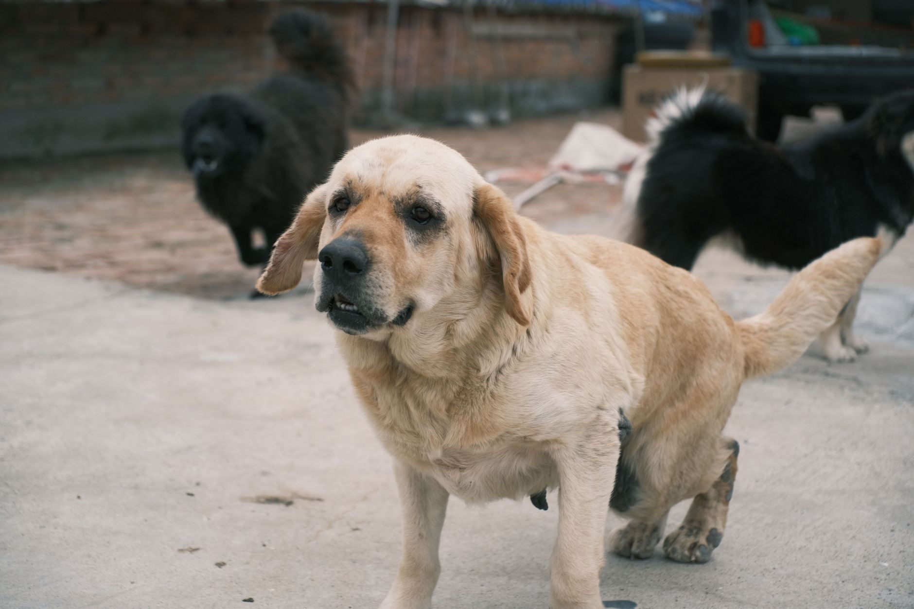 A group of dogs including a Labrador Retriever on an outdoor pavement setting.