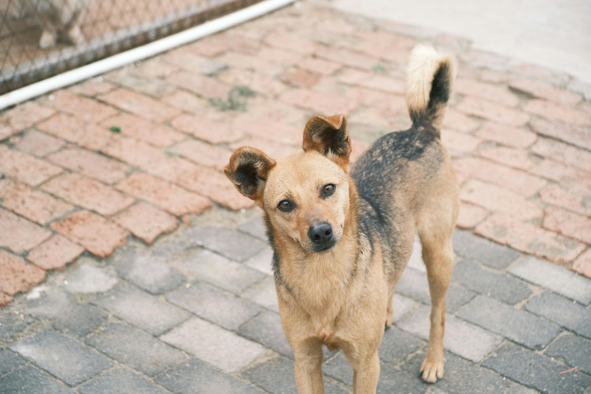 A Dog on the Street