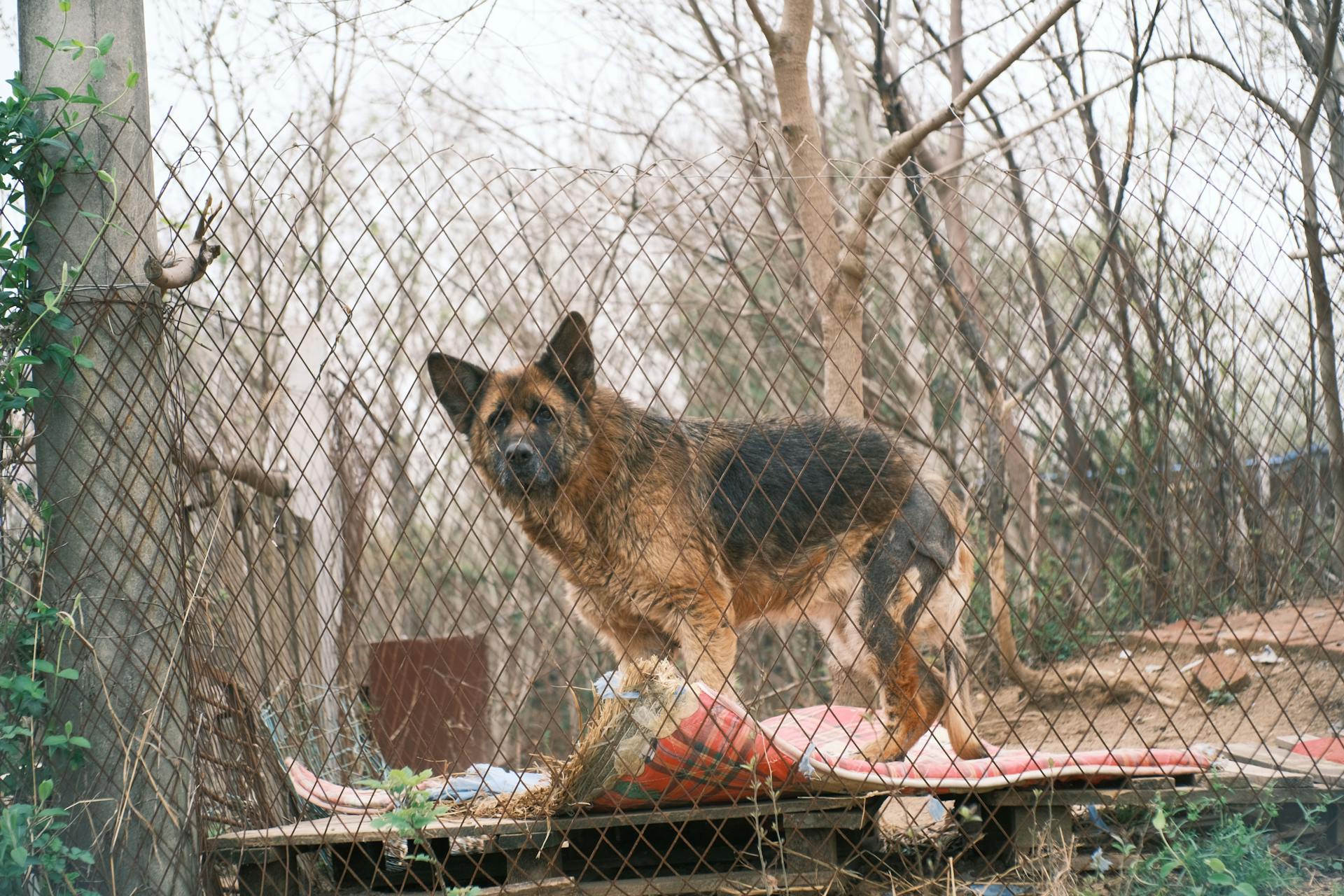 Tysk herdehund vid metallstaket