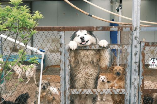 Free Cute Alaskan Malamute and other dogs look out from kennel behind metal fence. Stock Photo