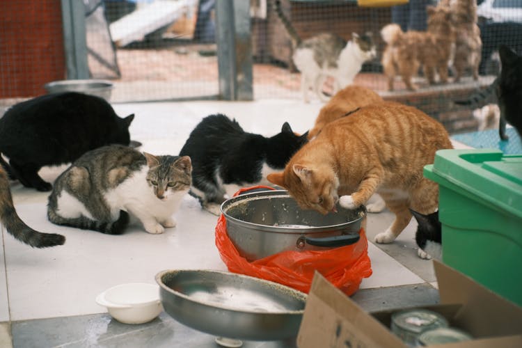 Stray Cats Inside A Shelter House