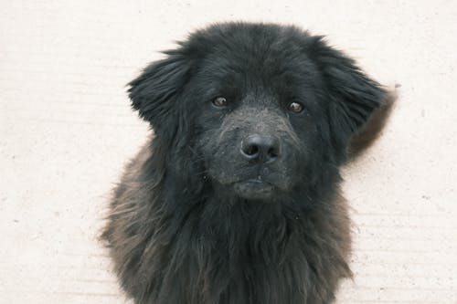 Free Foto stok gratis anjing, berbulu, binatang Stock Photo