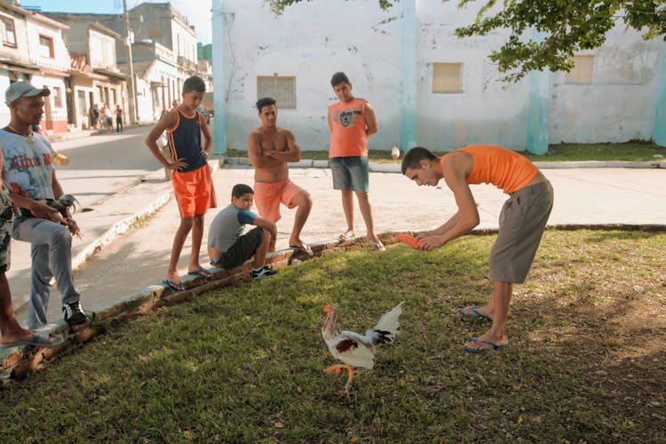 Group Of Young Men Looking On A Rooster Standing Street Sidewalk